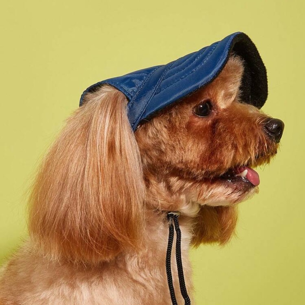 Blue Dog Cap